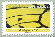 Ornithoptera goliath