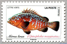 Image du timbre Mérou brun Epinephelus marginatus
