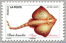 Image du timbre Raie bouclée  Raja clavata