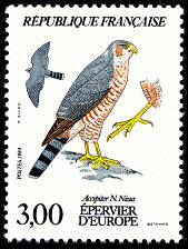 Epervier_1984
