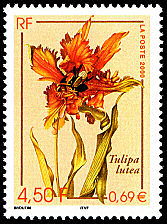 Image du timbre Tulipa lutea