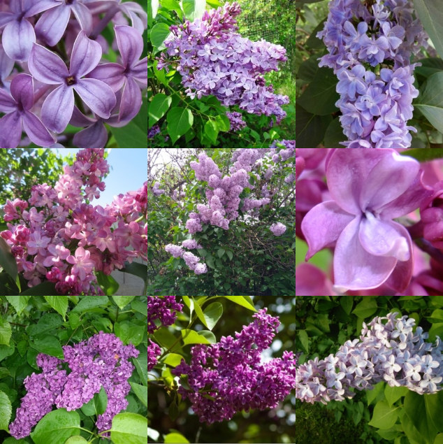 Lilas